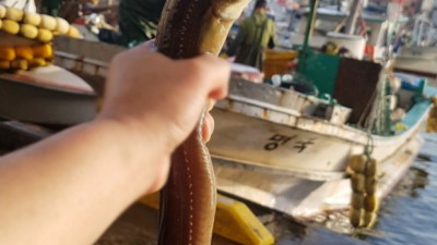 거제도 손질 장어: 캠핑 요리의 끝판왕? 솔직 후기와 꿀팁 대방출!