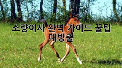 소량이사 완벽 가이드: 꿀팁 대방출🍯✨